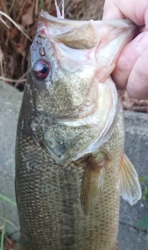 hideup 久次米良信 ブログ写真 2019/03/13