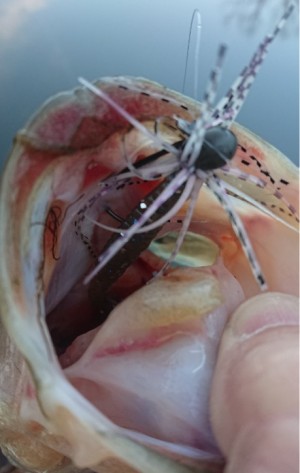 hideup 久次米良信 ブログ写真 2019/03/13