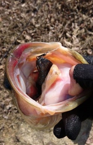 hideup 久次米良信 ブログ写真 2019/04/02