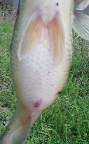 hideup 久次米良信 ブログ写真 2019/04/03