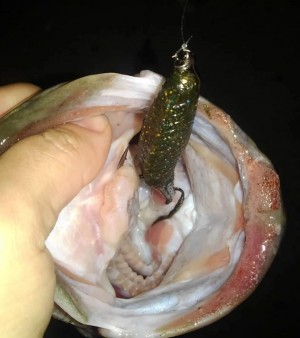 hideup 久次米良信 ブログ写真 2019/04/17