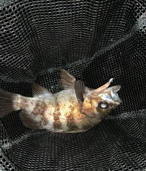 hideup 久次米良信 ブログ写真 2019/04/18