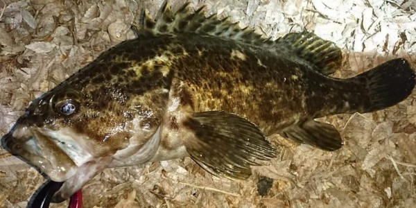 hideup 久次米良信 ブログ写真 2019/04/18