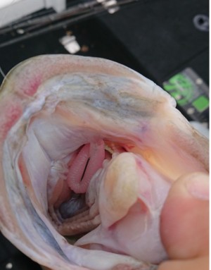 hideup 久次米良信 ブログ写真 2019/06/03