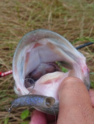 hideup 久次米良信 ブログ写真 2019/06/12