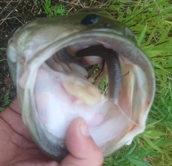 hideup 久次米良信 ブログ写真 2019/06/19