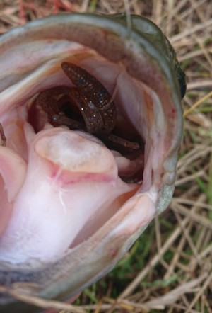 hideup 久次米良信 ブログ写真 2019/07/01