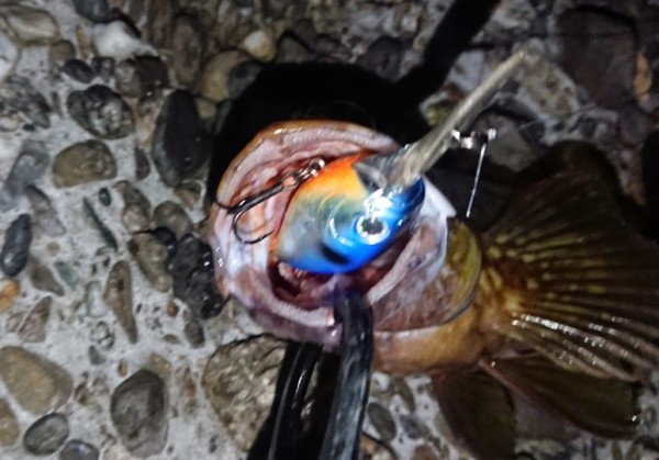 hideup 久次米良信 ブログ写真 2019/10/10