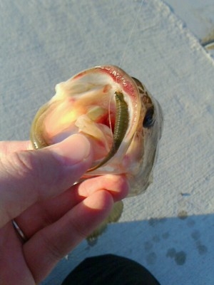 hideup 美濃島健二 ブログ写真 2013/02/01