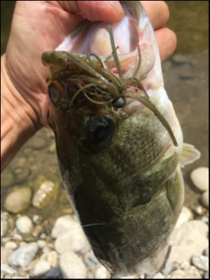 hideup 森田健太郎 ブログ写真 2018/08/16