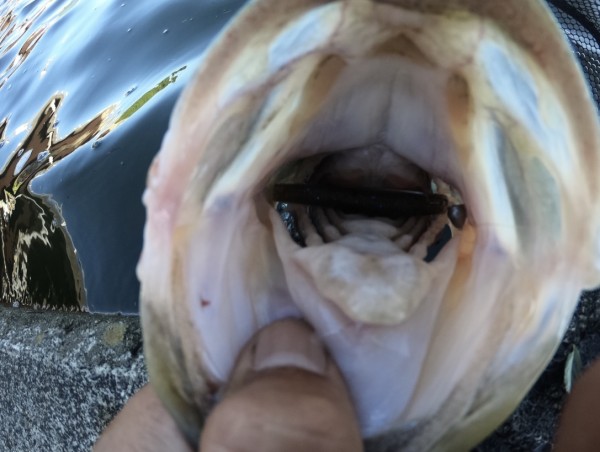 hideup 森田健太郎 ブログ写真 2018/09/03