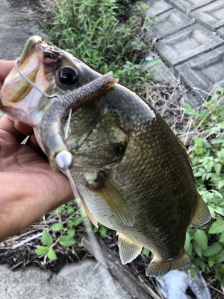 hideup 森田健太郎 ブログ写真 2018/09/04