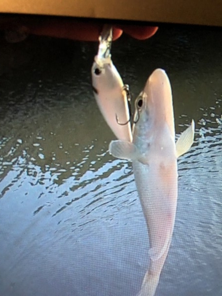 hideup 森田健太郎 ブログ写真 2018/11/08