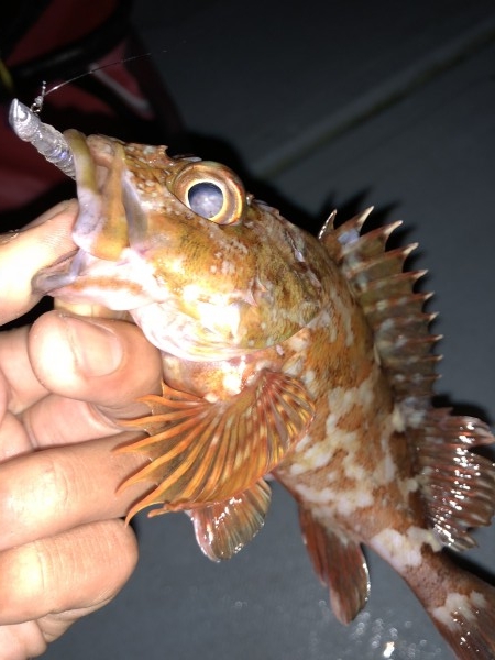 hideup 森田健太郎 ブログ写真 2018/11/15