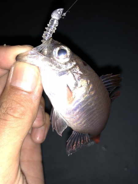 hideup 森田健太郎 ブログ写真 2018/11/15