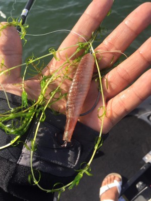 hideup 永野総一朗 ブログ写真 2017/05/08