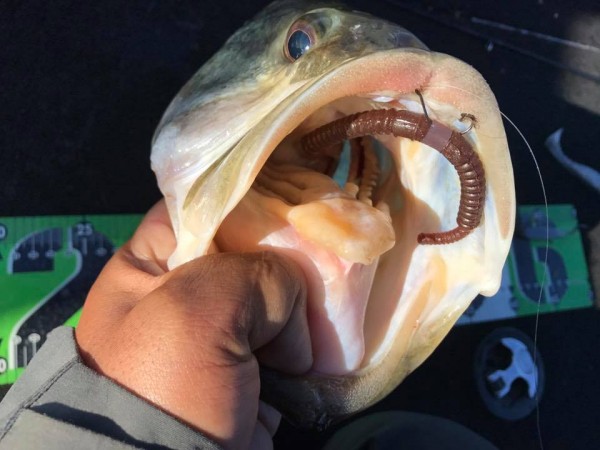 hideup 永野総一朗 ブログ写真 2017/12/02