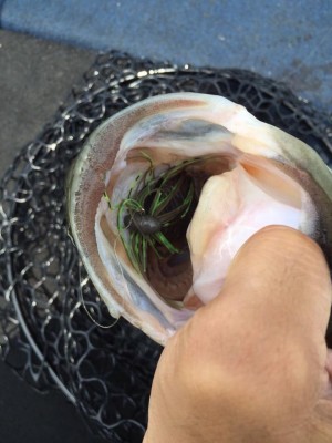 hideup 永野総一朗 ブログ写真 2015/06/12