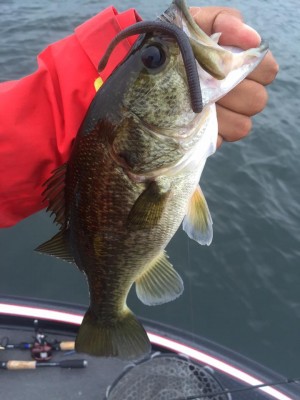 hideup 豌ｸ驥守ｷ丈ｸ譛� 繝悶Ο繧ｰ蜀咏悄 2015/09/01