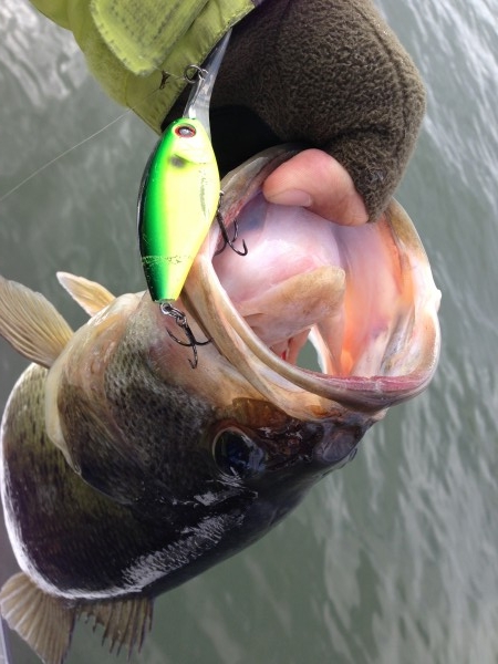 hideup 豌ｸ驥守ｷ丈ｸ譛� 繝悶Ο繧ｰ蜀咏悄 2013/01/08