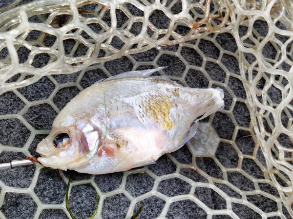 hideup 永野総一朗 ブログ写真 2015/06/16