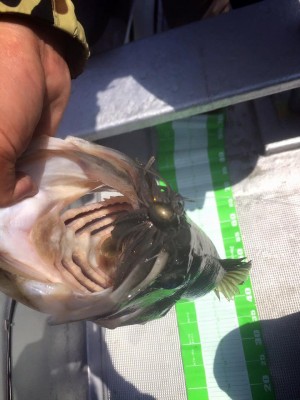 hideup 豌ｸ驥守ｷ丈ｸ譛� 繝悶Ο繧ｰ蜀咏悄 2016/04/16