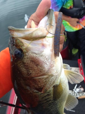 hideup 豌ｸ驥守ｷ丈ｸ譛� 繝悶Ο繧ｰ蜀咏悄 2015/06/10