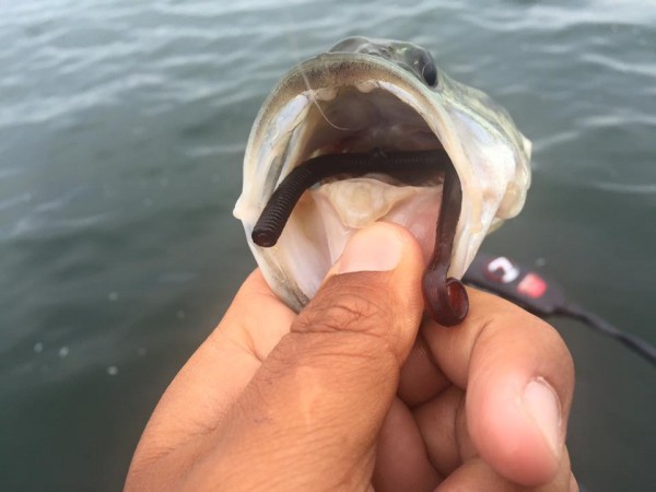 hideup 永野総一朗 ブログ写真 2016/06/04