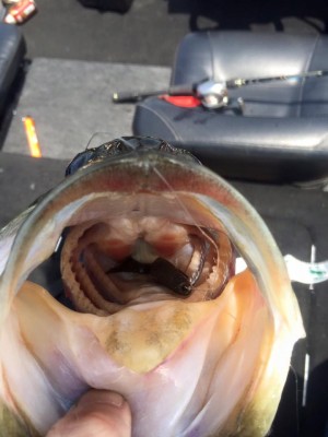 hideup 豌ｸ驥守ｷ丈ｸ譛� 繝悶Ο繧ｰ蜀咏悄 2016/04/16