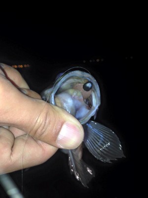 hideup 永野総一朗 ブログ写真 2015/02/04