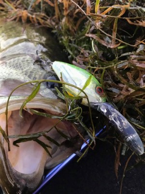 hideup 永野総一朗 ブログ写真 2017/11/05