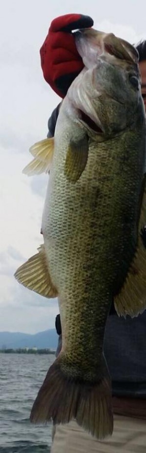 hideup 豌ｸ驥守ｷ丈ｸ譛� 繝悶Ο繧ｰ蜀咏悄 2015/06/08