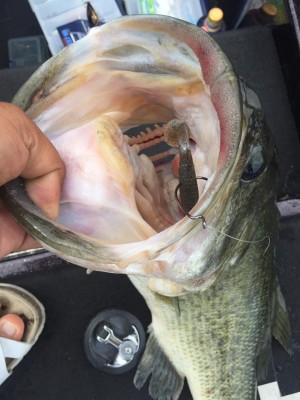 hideup 豌ｸ驥守ｷ丈ｸ譛� 繝悶Ο繧ｰ蜀咏悄 2017/05/17