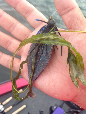 hideup 永野総一朗 ブログ写真 2015/06/17