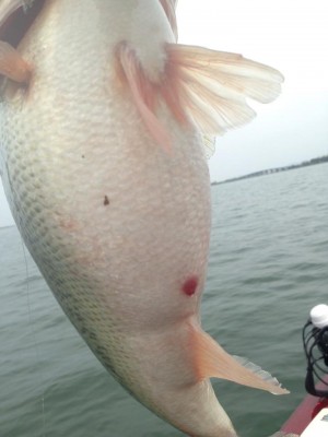 hideup 永野総一朗 ブログ写真 2015/03/20