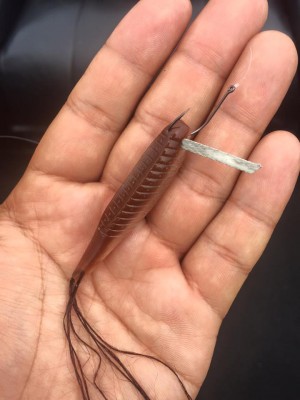 hideup 永野総一朗 ブログ写真 2016/06/13