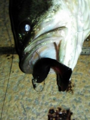 hideup 豌ｸ驥守ｷ丈ｸ譛� 繝悶Ο繧ｰ蜀咏悄 2013/04/19