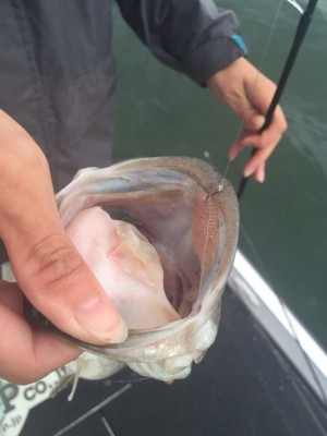 hideup 豌ｸ驥守ｷ丈ｸ譛� 繝悶Ο繧ｰ蜀咏悄 2014/11/02