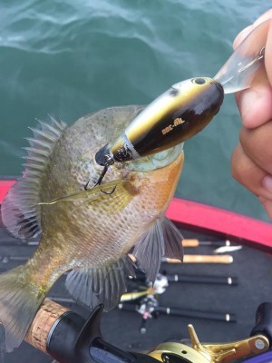 hideup 永野総一朗 ブログ写真 2015/09/17