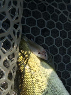 hideup 永野総一朗 ブログ写真 2015/08/01