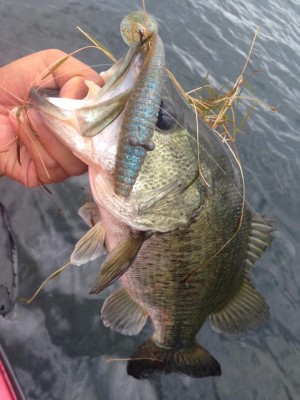 hideup 永野総一朗 ブログ写真 2015/06/19