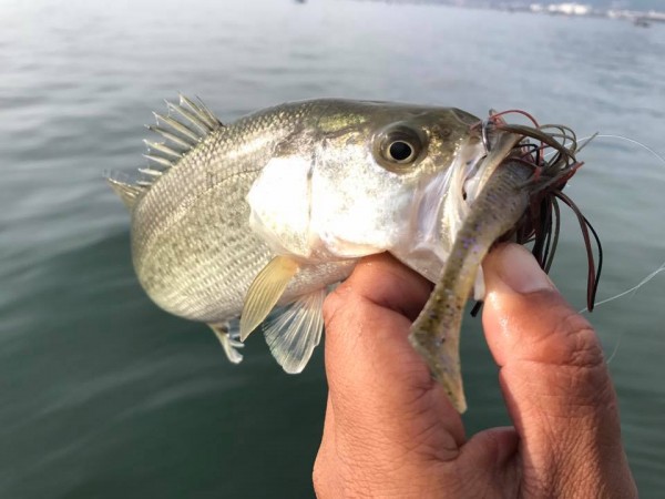 hideup 永野総一朗 ブログ写真 2017/11/27