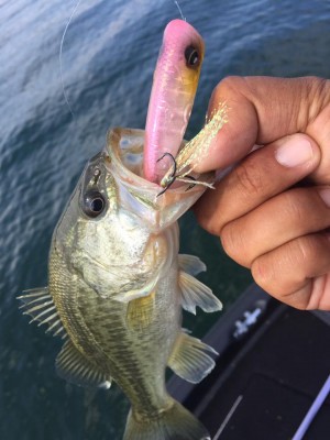 hideup 豌ｸ驥守ｷ丈ｸ譛� 繝悶Ο繧ｰ蜀咏悄 2016/10/19