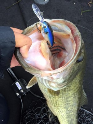 hideup 豌ｸ驥守ｷ丈ｸ譛� 繝悶Ο繧ｰ蜀咏悄 2016/04/07