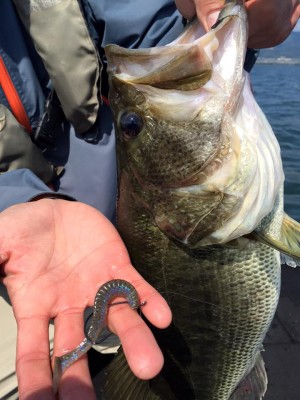 hideup 豌ｸ驥守ｷ丈ｸ譛� 繝悶Ο繧ｰ蜀咏悄 2016/05/17