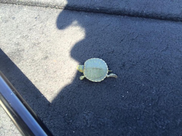 hideup 豌ｸ驥守ｷ丈ｸ譛� 繝悶Ο繧ｰ蜀咏悄 2016/05/13