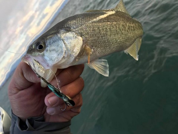 hideup 永野総一朗 ブログ写真 2017/11/25