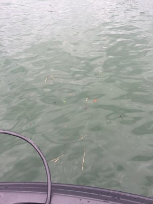 hideup 永野総一朗 ブログ写真 2017/04/12