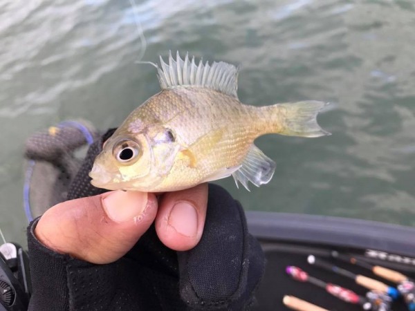 hideup 永野総一朗 ブログ写真 2017/11/21