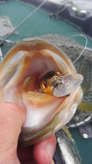 hideup 永野総一朗 ブログ写真 2016/11/17